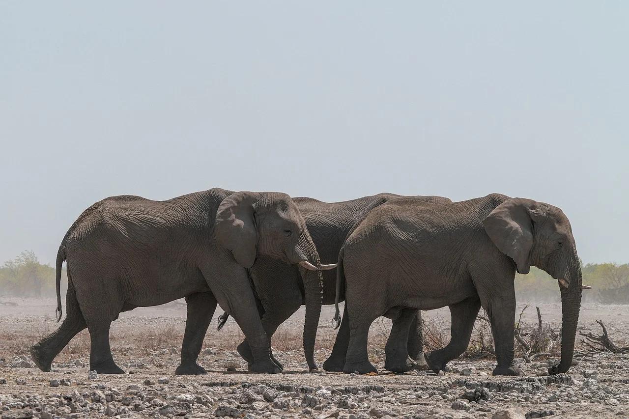 职场压力：找一个属于自己的“树洞”